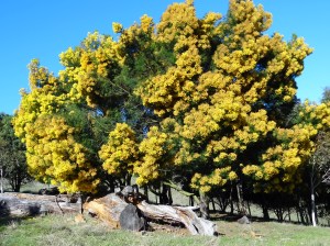 wattles